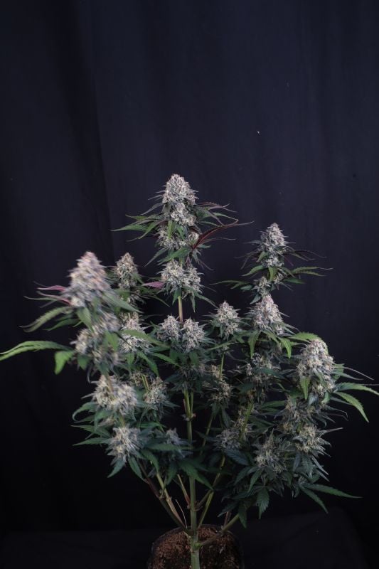 Instagram Lemon Cherry Sundae Auto