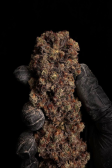 Instagram Gorilla Cookies FF