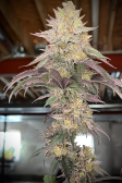 Instagram Papaya Sherbet™