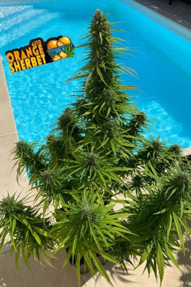 Instagram Orange Sherbet Auto