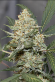 Instagram Gorilla Cookies Auto