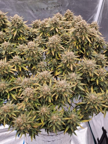 Instagram Strawberry Banana Auto