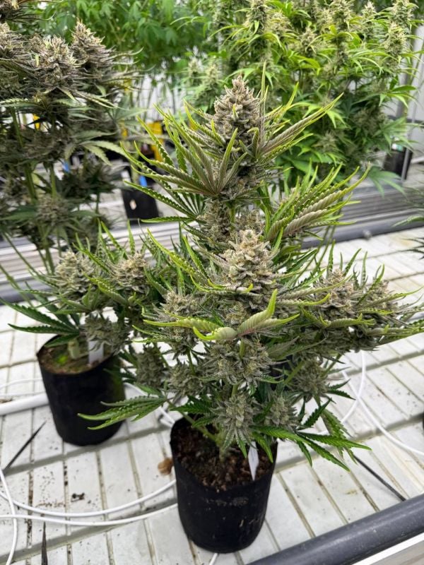 Instagram Trainwreck Auto