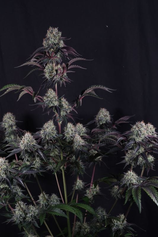 Instagram Sundae Frost Auto