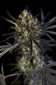 Instagram Pound Cake Auto™