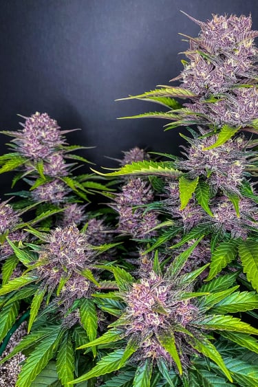 Instagram Blackberry Auto