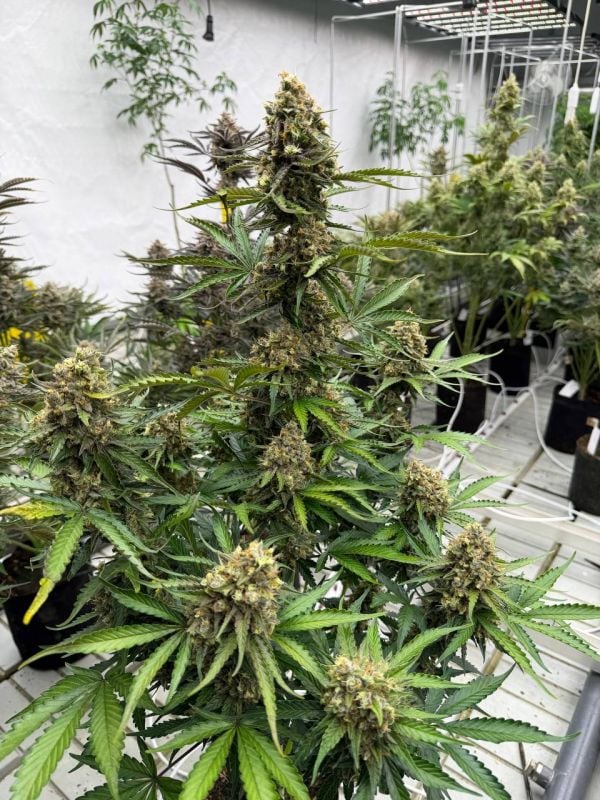 Instagram Cheese Auto