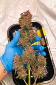 Instagram Purple Lemonade Auto
