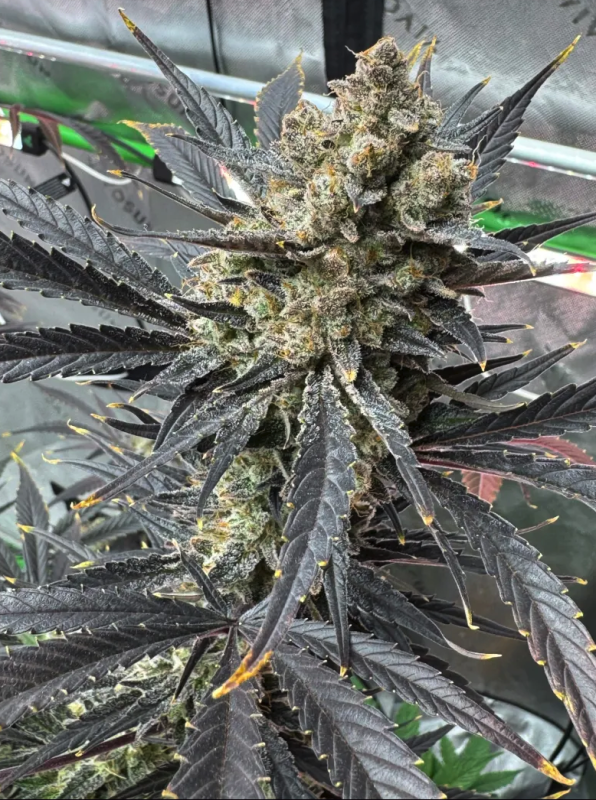 Instagram Guava Auto RF3