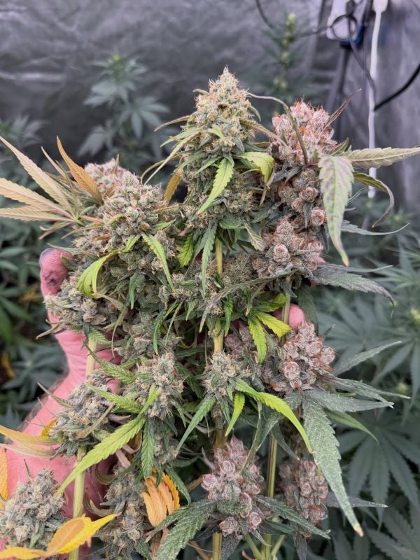 Instagram Mendo Frost Auto