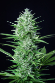 Instagram White Widow Auto