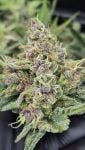 Instagram Banana Cherry Cookies Auto™