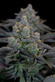 Instagram Gorilla Cookies FF