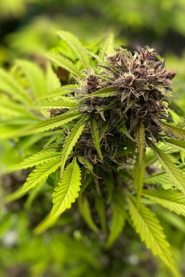 Instagram Fastberry Auto