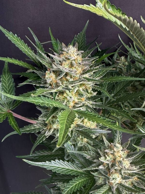 Instagram Chemdawg Auto