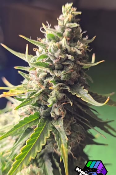 Northern Lights Auto