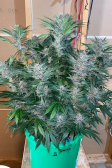 Instagram Cherry Cola Auto