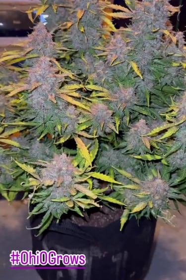 Pineapple Express Auto