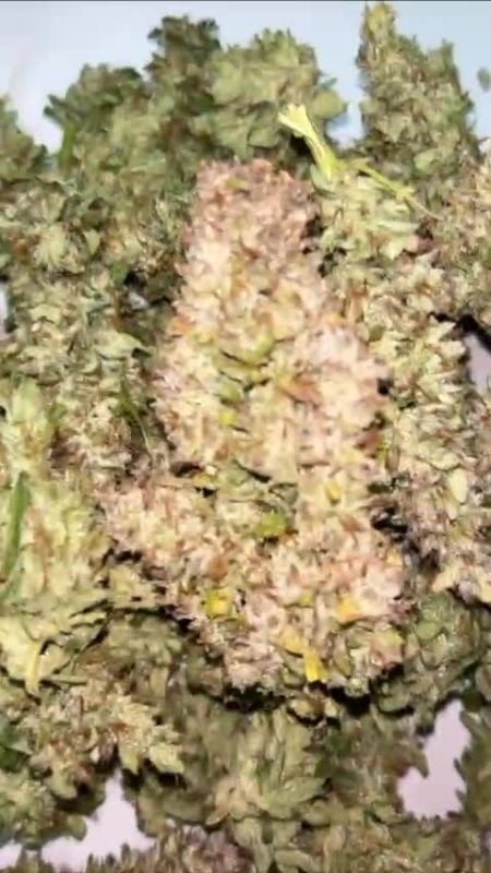 Gorilla Cookies Auto @damn_totss1106 DIS 2