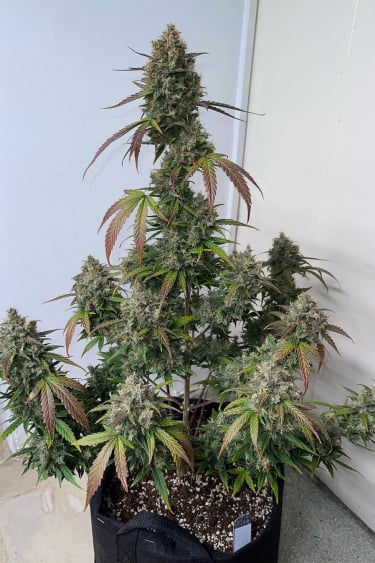 Instagram Wedding Glue Auto