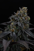Instagram Lemon Cherry Runtz™