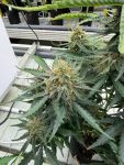 Instagram Big Bud Auto