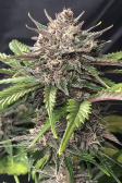 Instagram Gorilla Z Auto