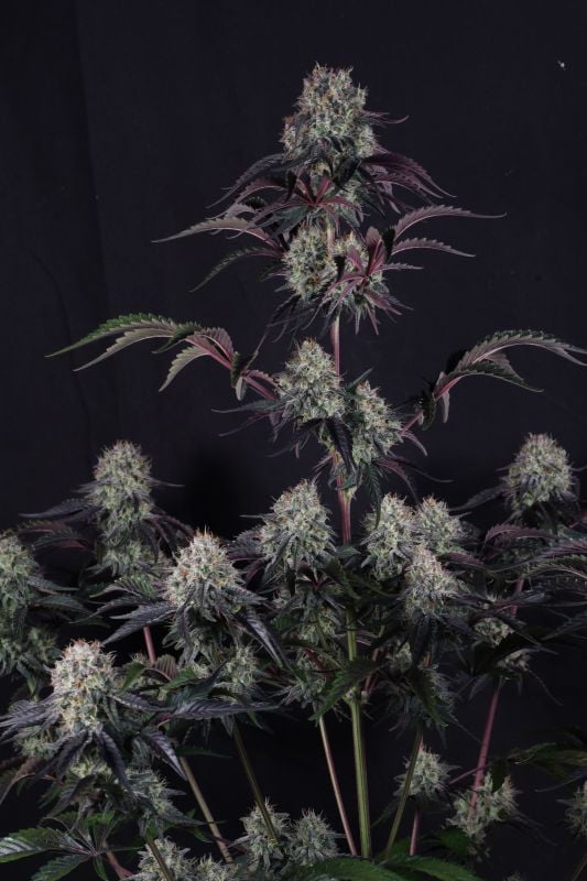 Instagram Sundae Frost Auto