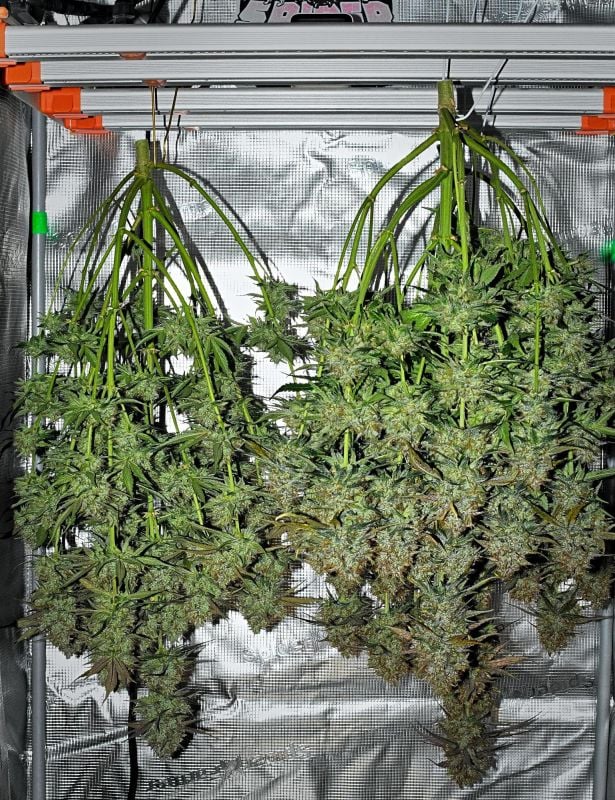 AUTO | Guava Runtz Auto™