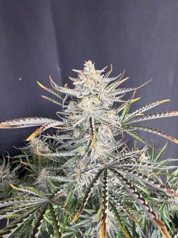 Instagram Cheese Auto
