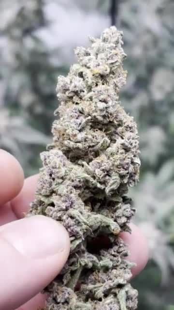 Banana Purple Punch Auto RF3 @bernie. 