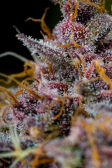 Instagram Banana Purple Punch Auto