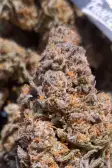 Instagram Gorilla Z Auto