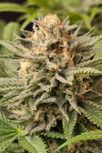 Instagram Tropicana Cookies FF
