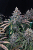 Instagram Tropicana Cookies FF