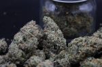 Instagram Garlic Mint Sherbet Auto™