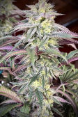 Instagram Papaya Sherbet™