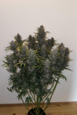 Instagram LSD-25 Auto