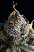 Instagram Pound Cake Auto™