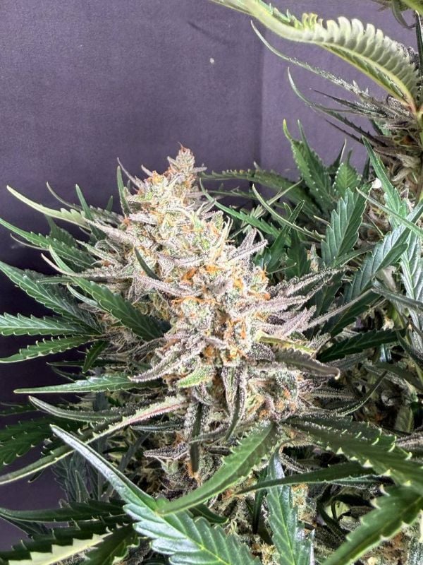 Instagram Big Bud Auto