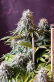 Instagram Orange Sherbet FF