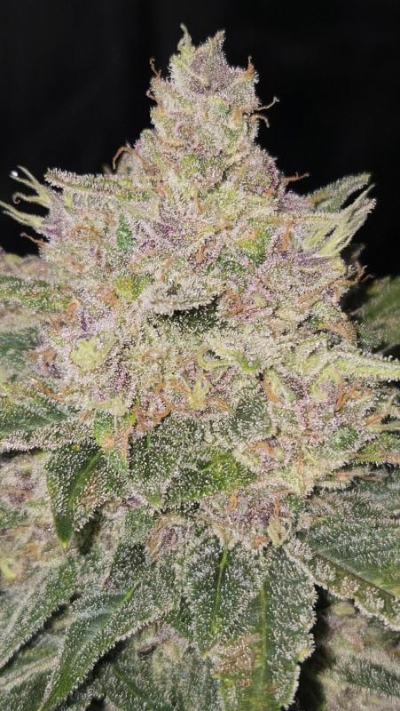 Instagram Banana Cherry Cookies Auto