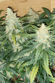 Instagram Pound Cake Auto™