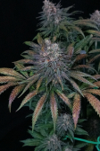 Instagram Tropicana Cookies FF