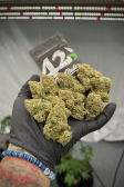 Instagram Cherry Cola Auto