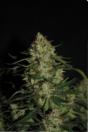 Instagram Super Boof Auto