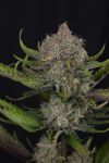 Instagram Guava Auto RF3™