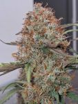 Instagram Guava Sundae Auto™