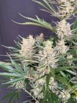 Instagram Big Bud Auto