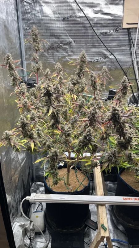 Instagram GMO Auto